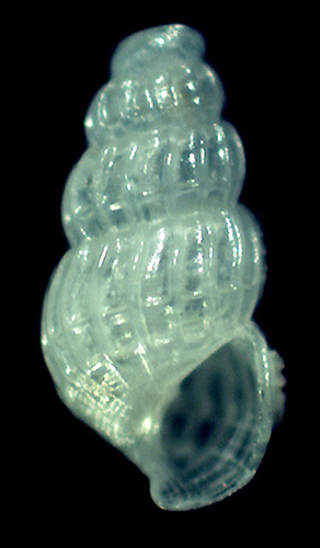 Parthenina emaciata?